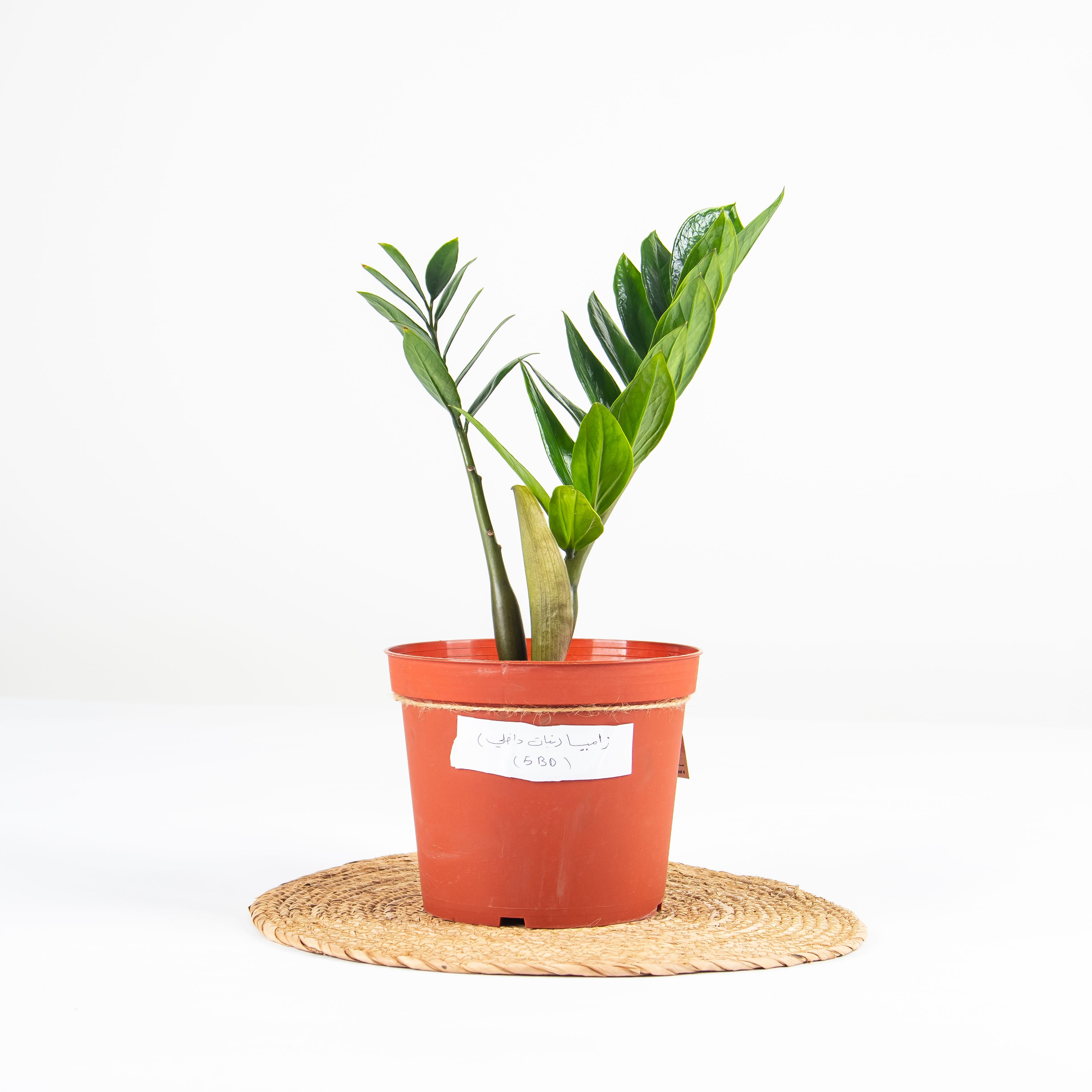 النباتات والزهور