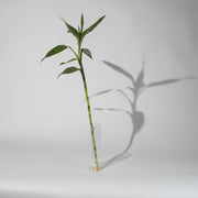 نبات البامبو