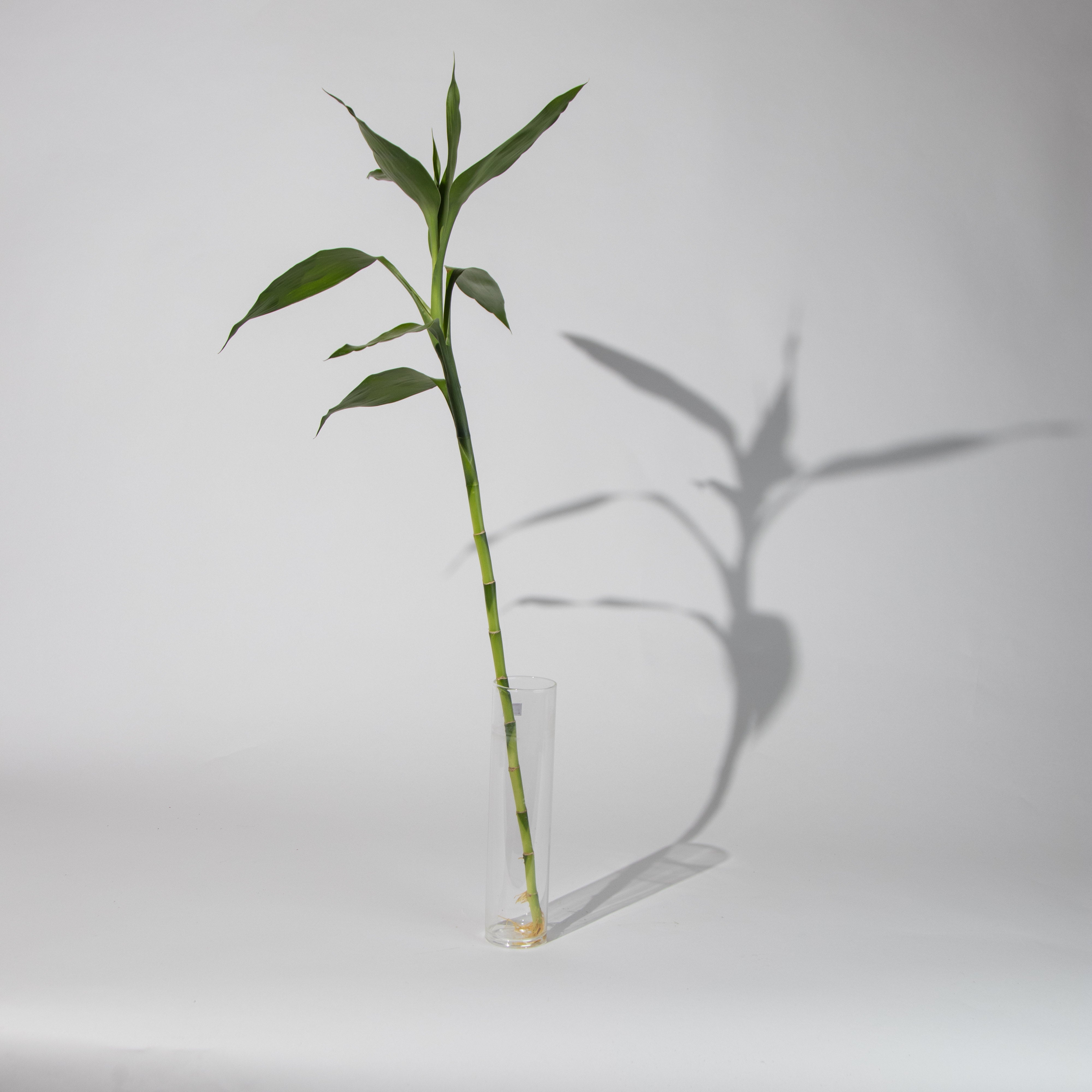 نبات البامبو