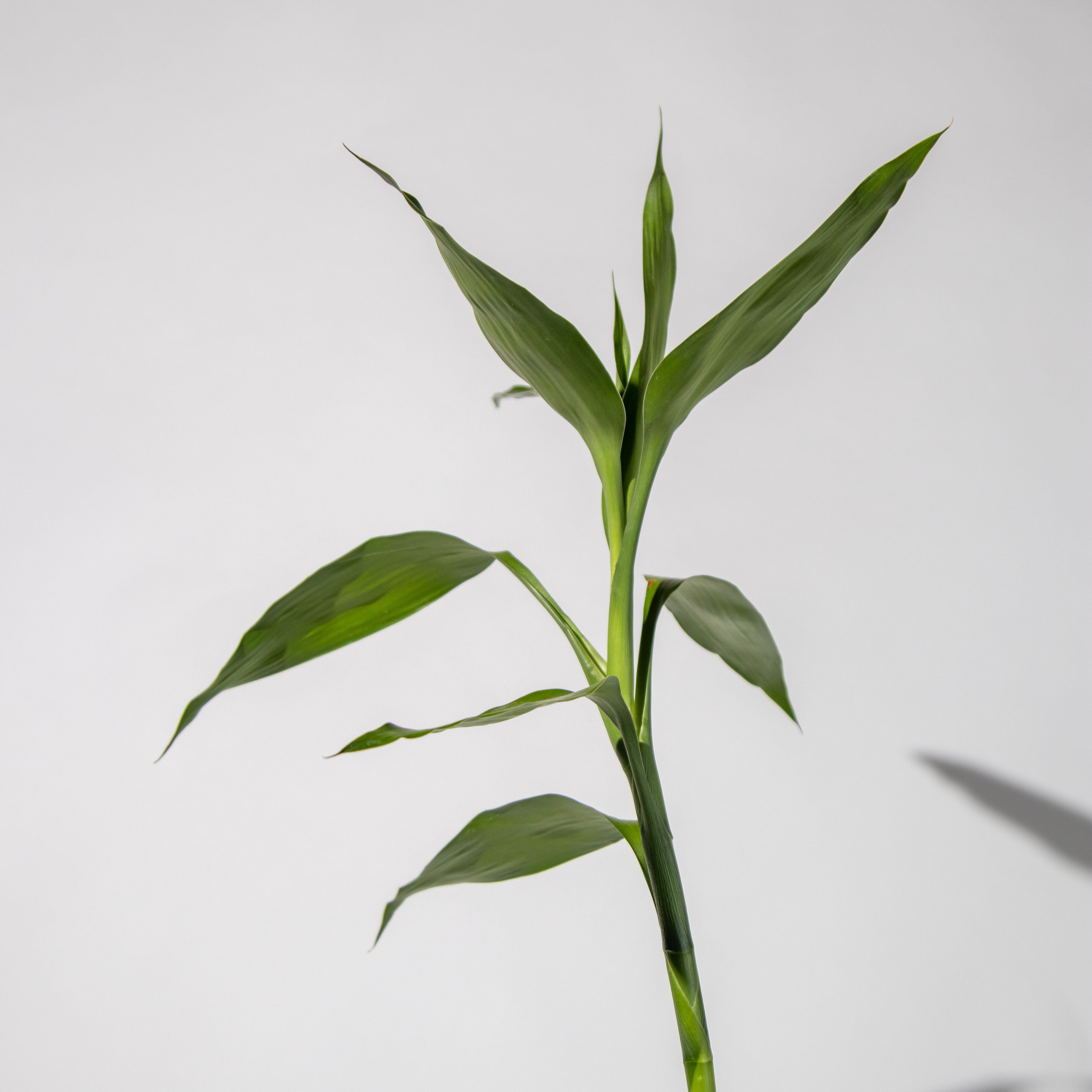 نبات البامبو