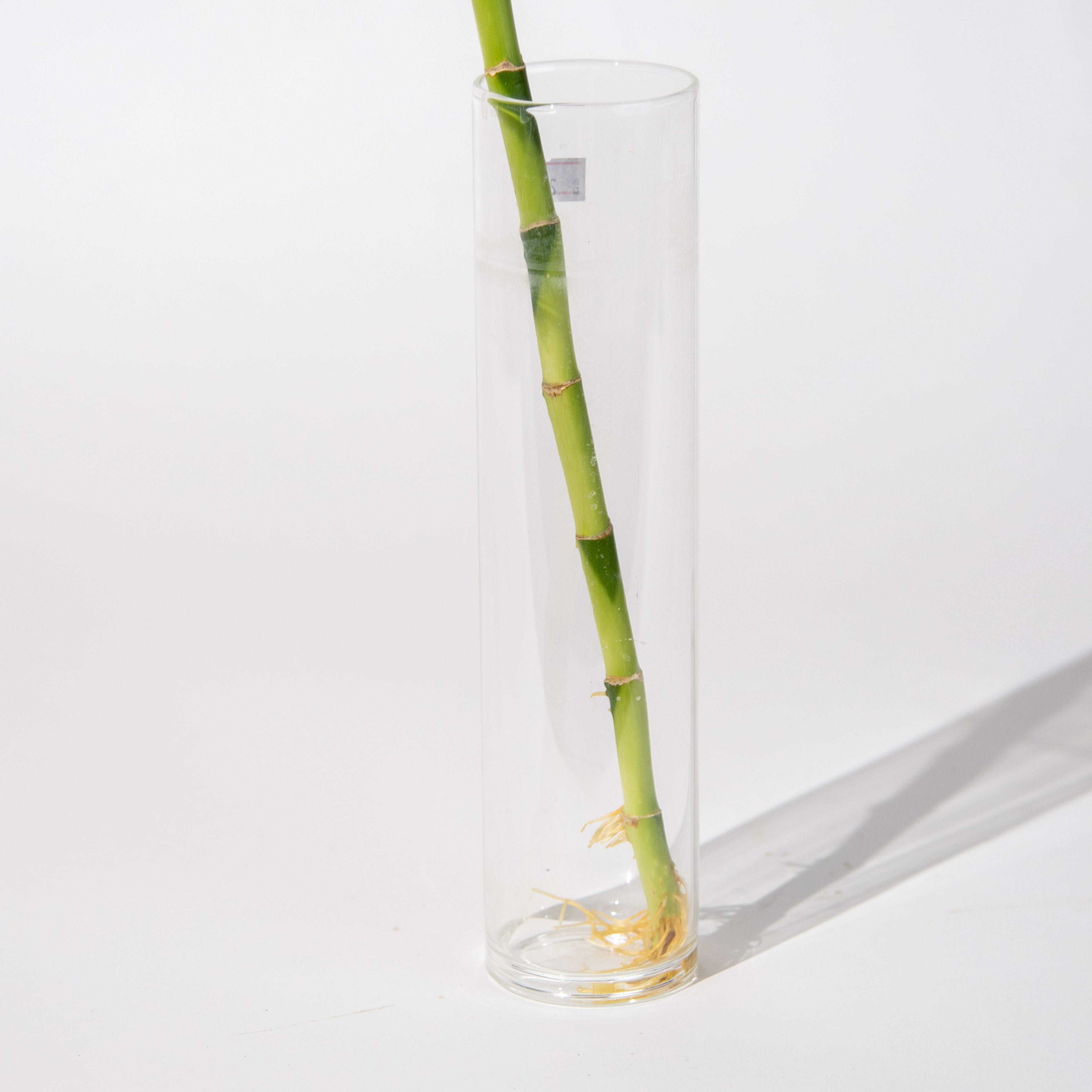 نبات البامبو